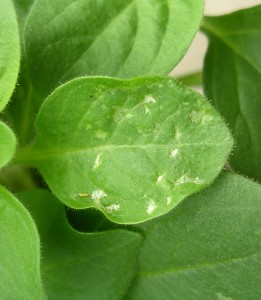 Cover photo for Impatiens Necrotic Spot Virus