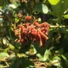 Cover photo for What to Watch For: Caterpillars in Berries