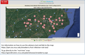 Cover photo for Advisory Tool and Links to Guide Strawberry Disease Management Decisions