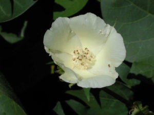 Cover photo for Managing Plant Bugs in Blooming Cotton