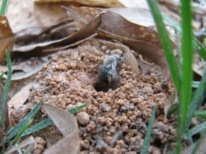 Andrenid bee climbing out of its hole. Photo: SD Frank