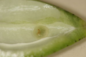 Cover photo for Don't Forget About Stink Bugs in Cotton