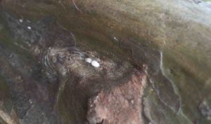 Crape myrtle bark scales on a branch collar of crape myrtle. Photo: SD Frank