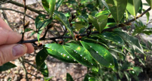 False oleander scales. Photo: SD Frank