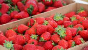 Boxes of fresh strawberries on a table