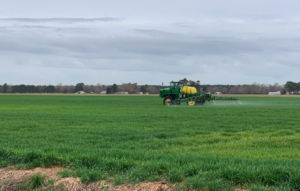 Cover photo for Freeze Damage in Wheat