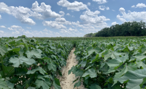 cotton - hertford county
