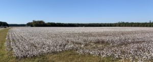 cotton variety plot