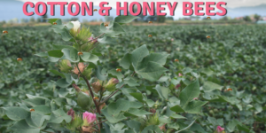 Image of cotton and honey bees