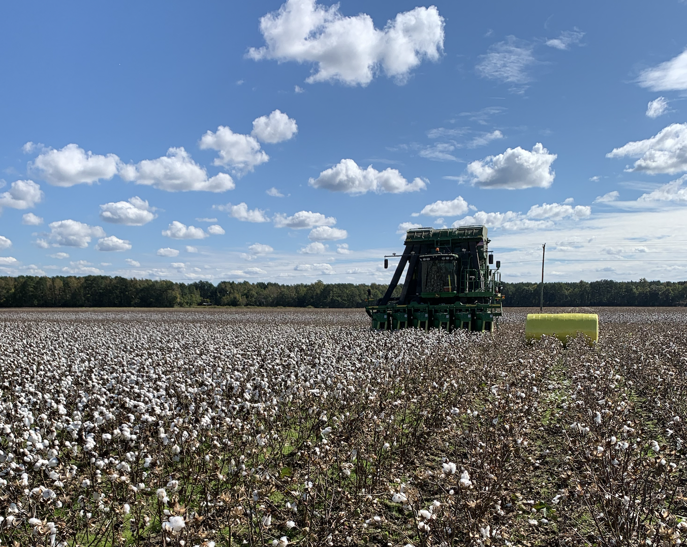 cotton harvest