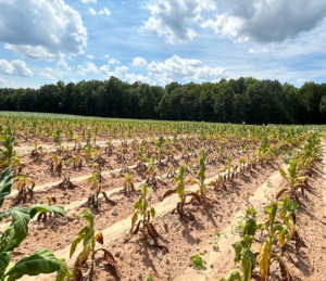 Cover photo for Evaluating Fungicide Programs for Black Shank in Flue-Cured Tobacco