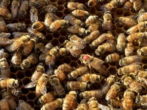 Honey bees on frame