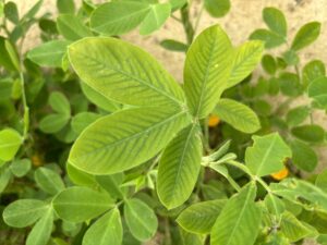 Cover photo for Manganese Deficiency in Peanuts Peanut Notes No. 140 2024