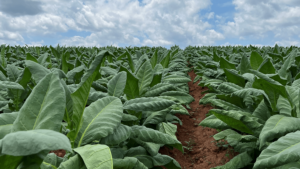 tobacco harvest image