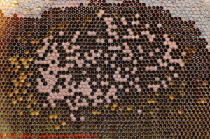 Cover photo for What Should I Be Doing in My Apiary This Month?   September