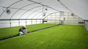 tobacco greenhouse