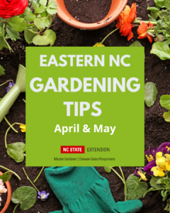 Cover photo for April Showers & May Flowers: Gardening Tips for April and May in Eastern NC