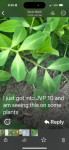 Cover photo for Symptoms of 2,4-DB Peanut Notes No. 144 2025