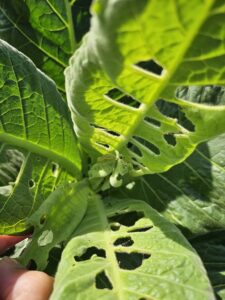 Cover photo for New Factsheets: Late Season Insect Pests of Tobacco