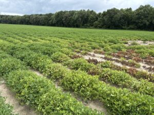 Cover photo for Zinc Toxicity Peanut Notes No. 210 2025